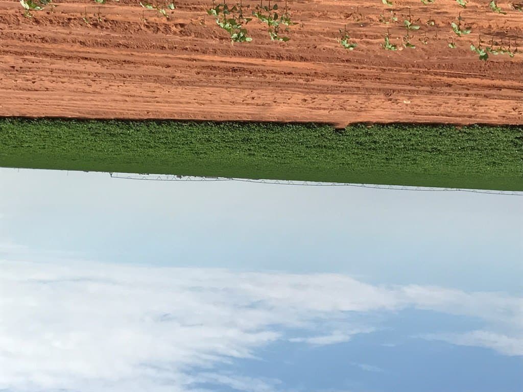 599 acres in TERRY County gallery image 4