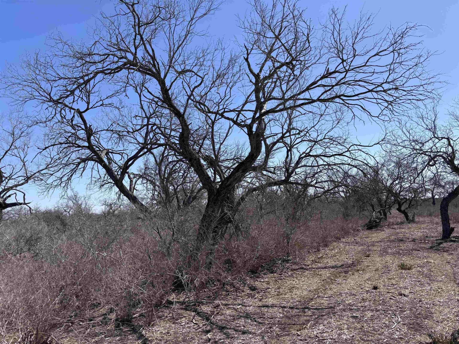 10.01 acres in Live Oak County featured view