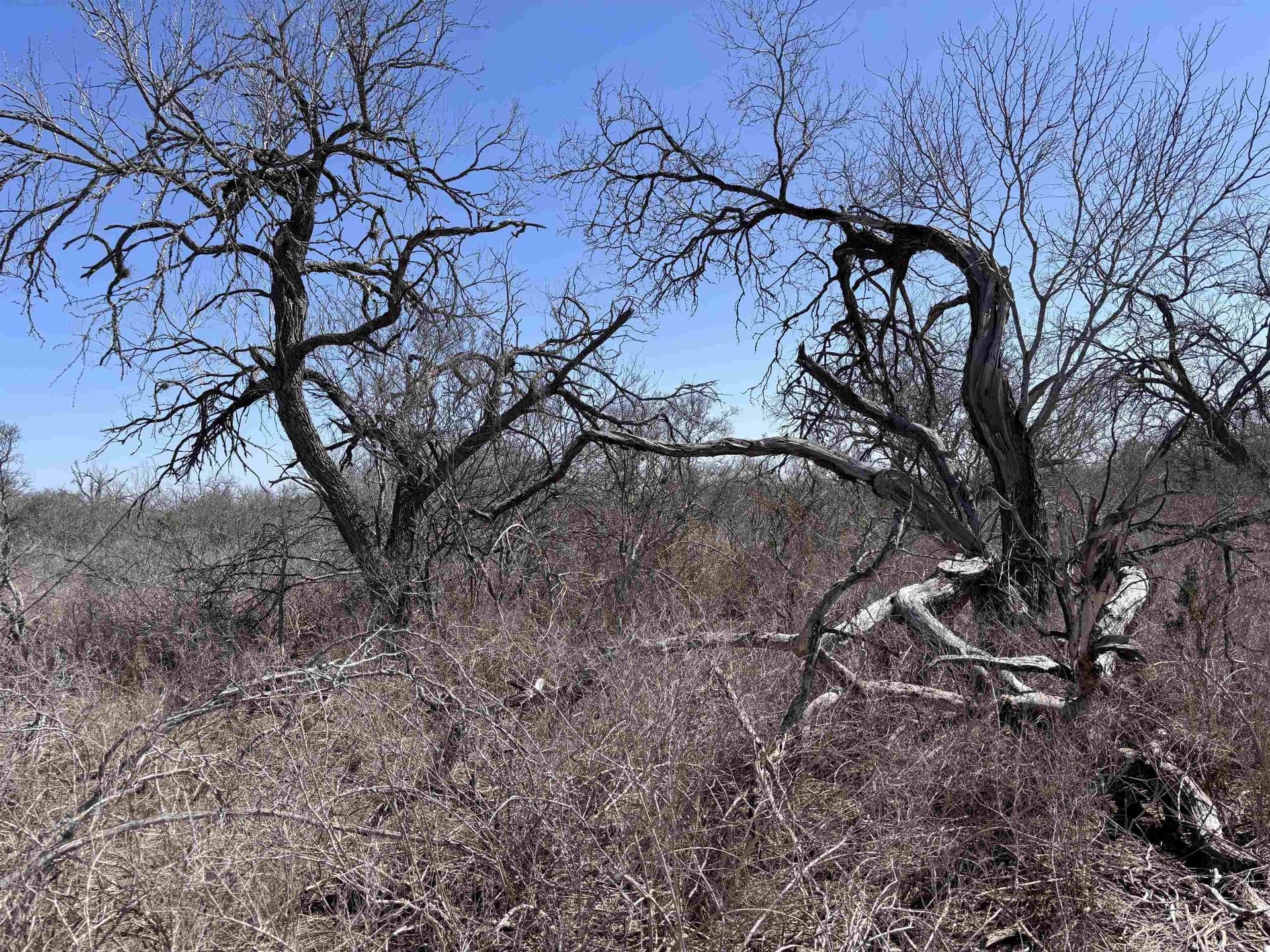 10.01 acres in Live Oak County gallery image 4