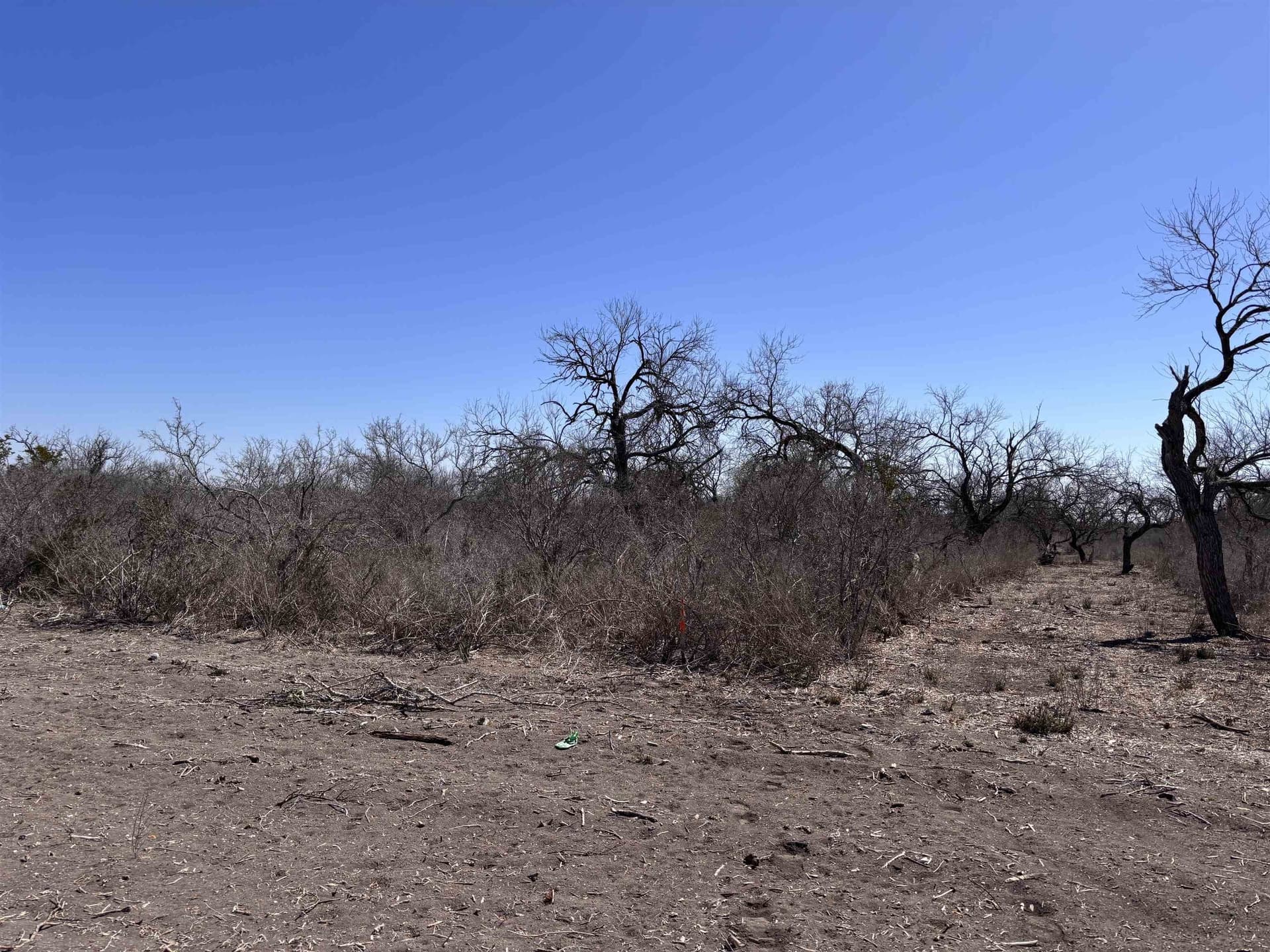 10.01 acres in Live Oak County gallery image 3