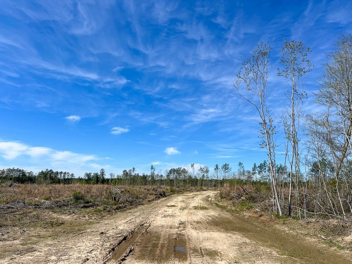 143 acres in Jasper County - photo 9