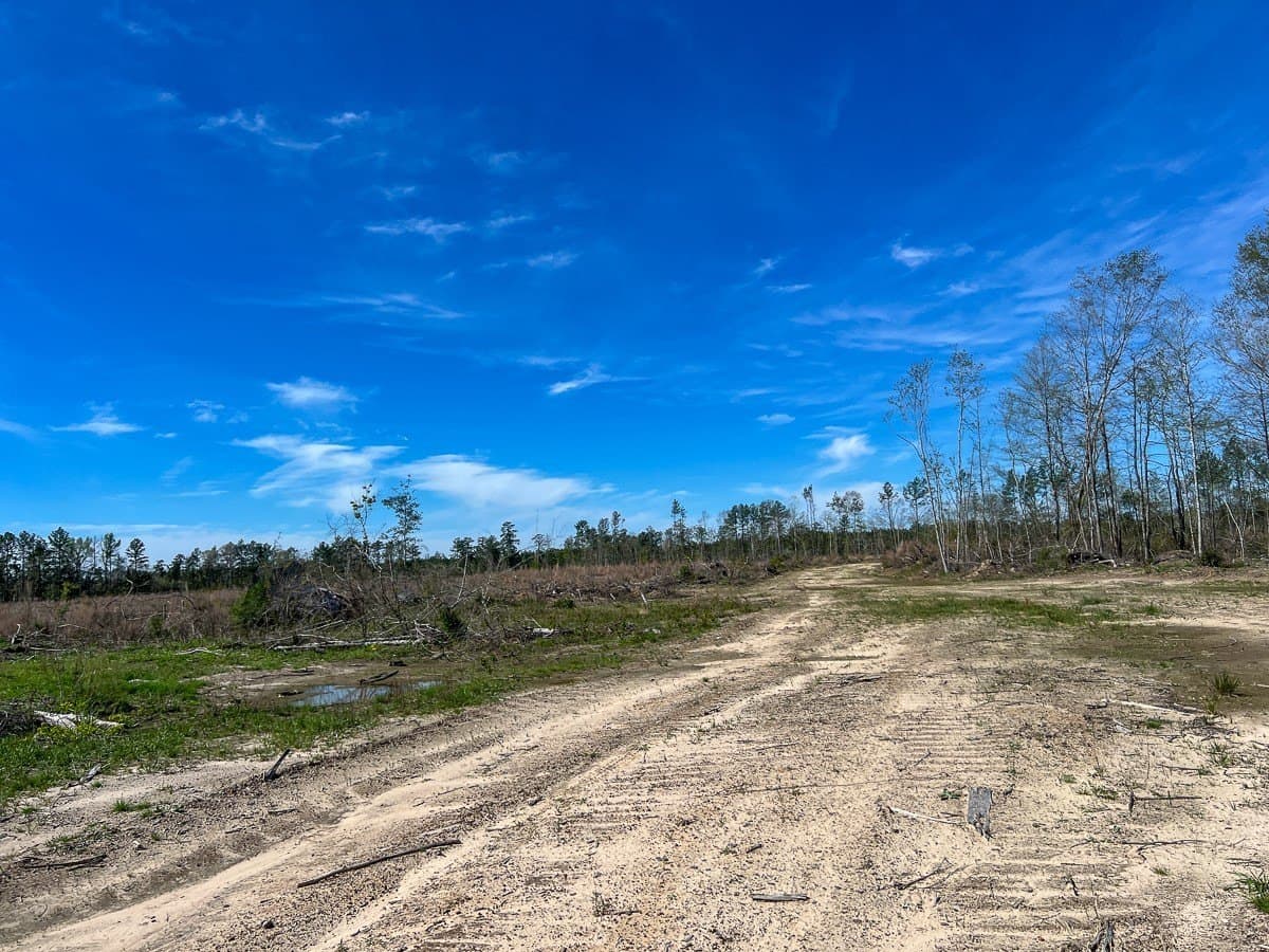 143 acres in Jasper County - photo 6