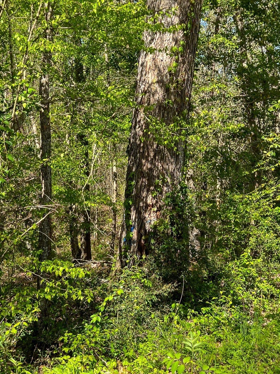 143 acres in Jasper County - photo 13