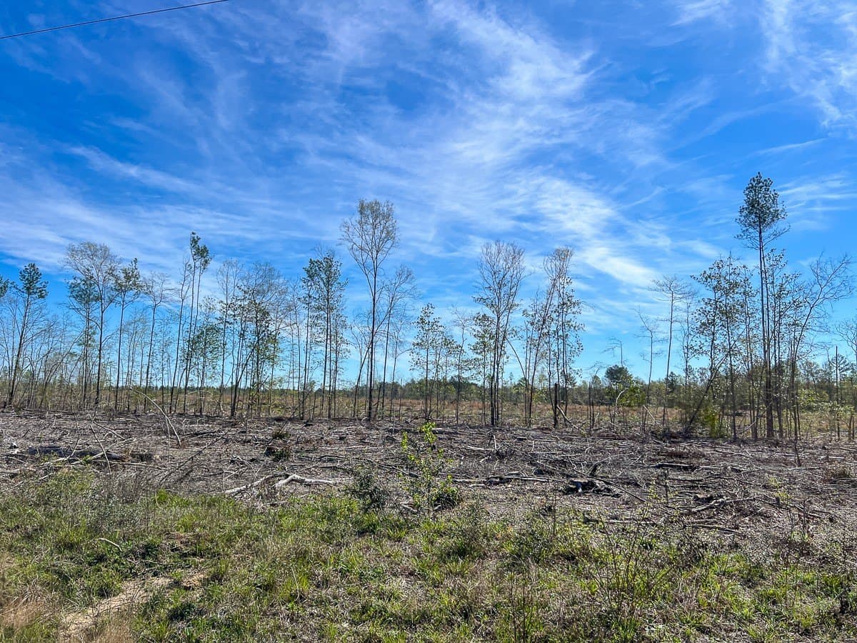 143 acres in Jasper County - photo 12