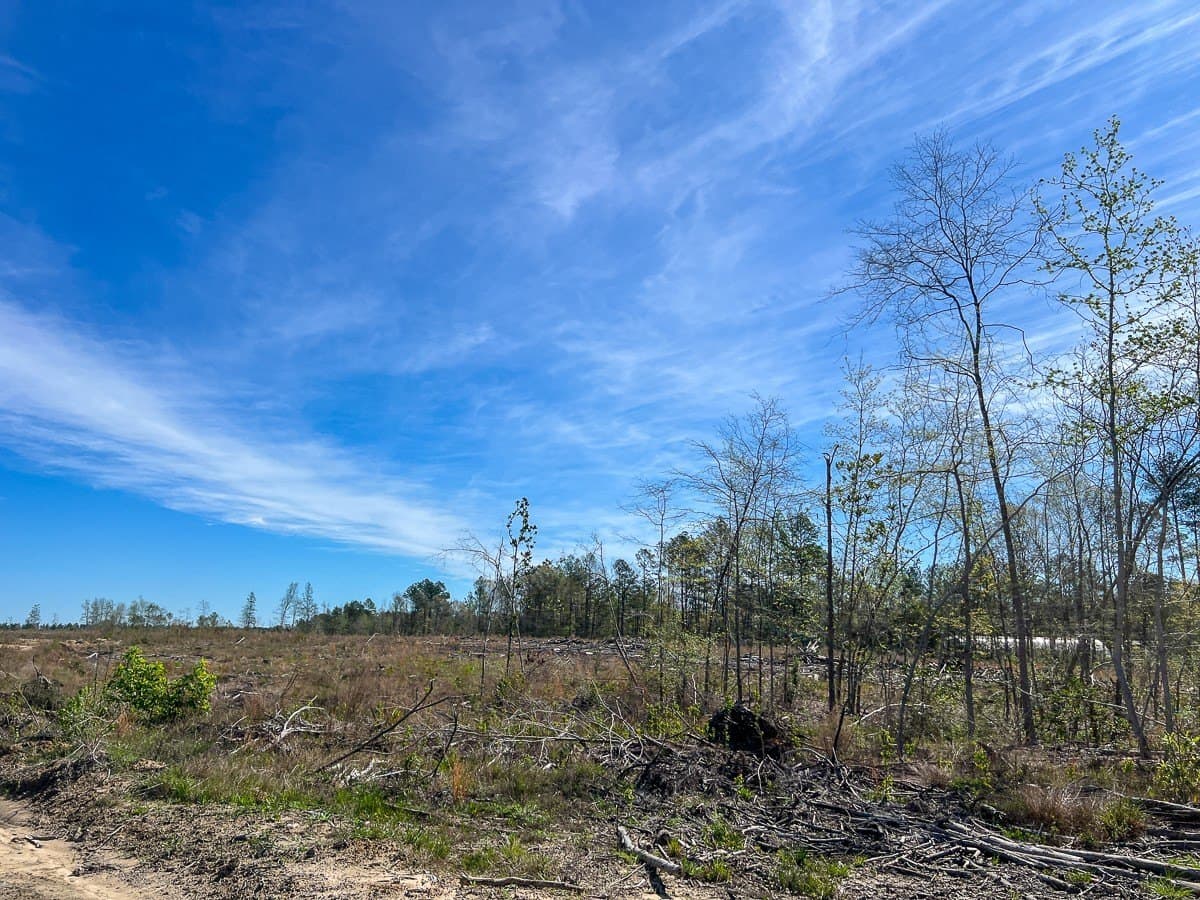 143 acres in Jasper County gallery image 4