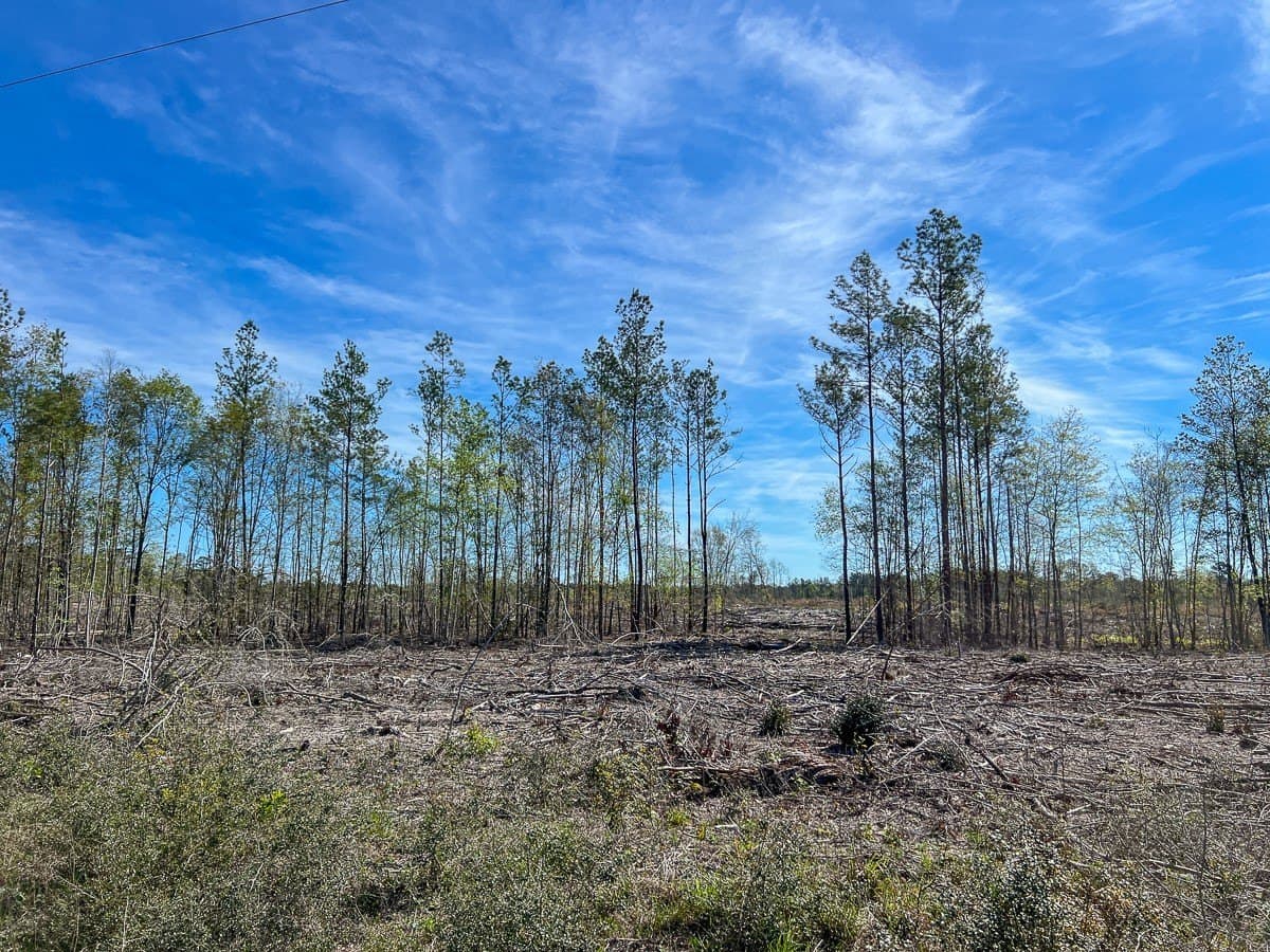 143 acres in Jasper County - photo 11