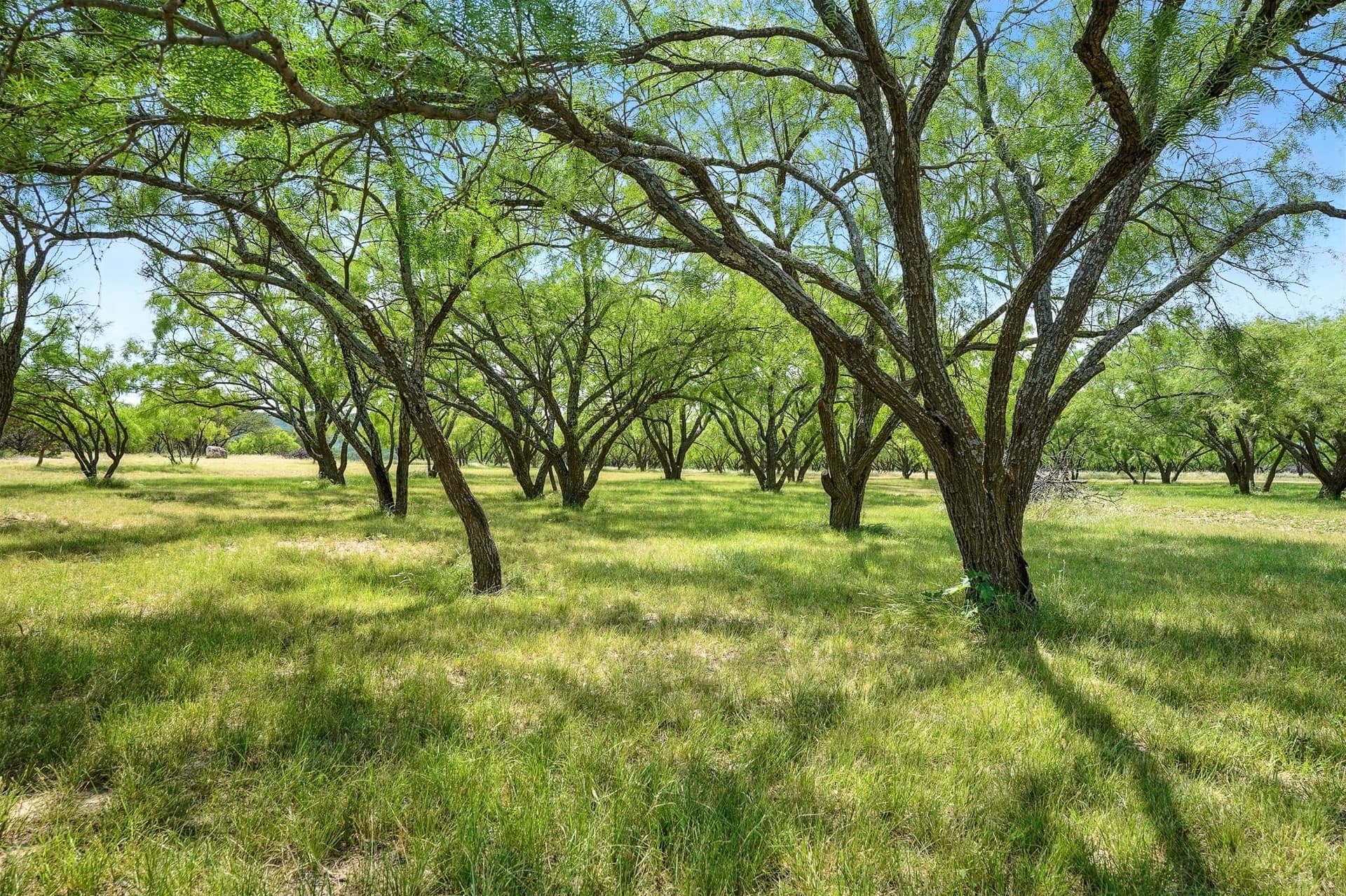 554.5 acres in Runnels County - photo 32