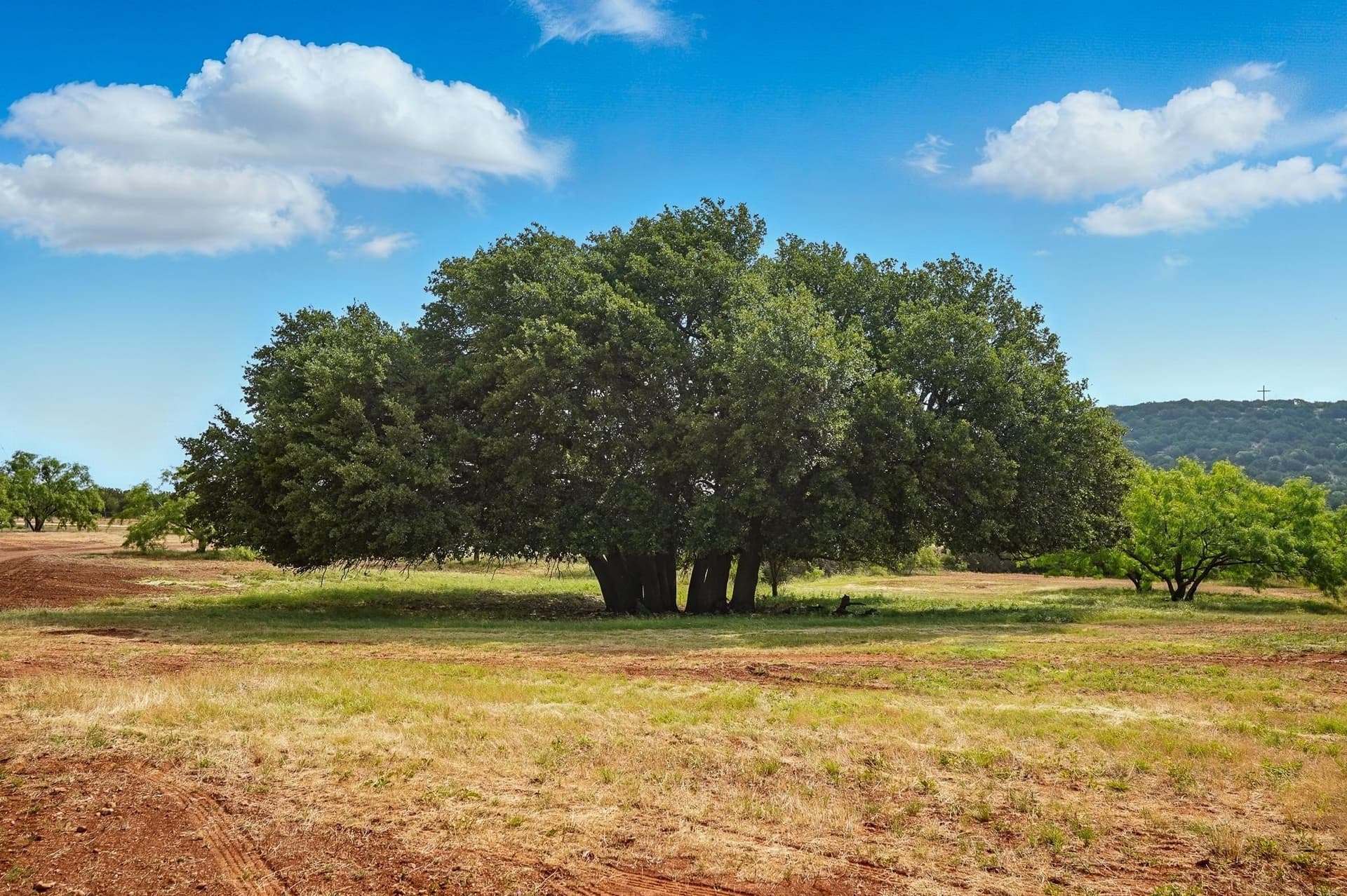 554.5 acres in Runnels County - photo 7