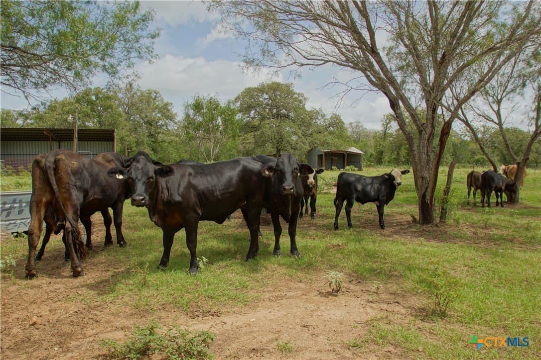 17.27 acres in Guadalupe County - photo 17