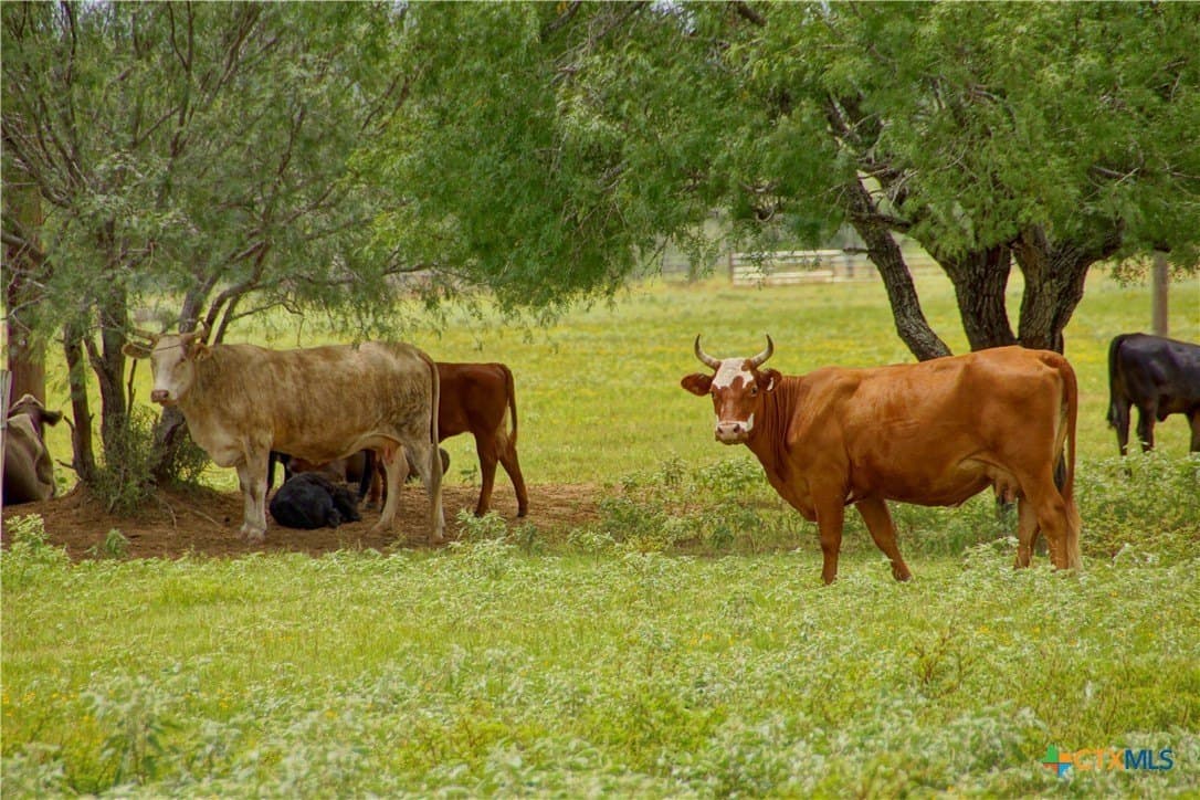 17.27 acres in Guadalupe County - photo 44