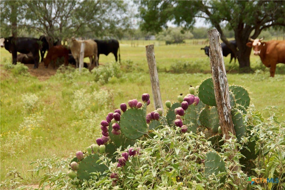 17.27 acres in Guadalupe County - photo 46