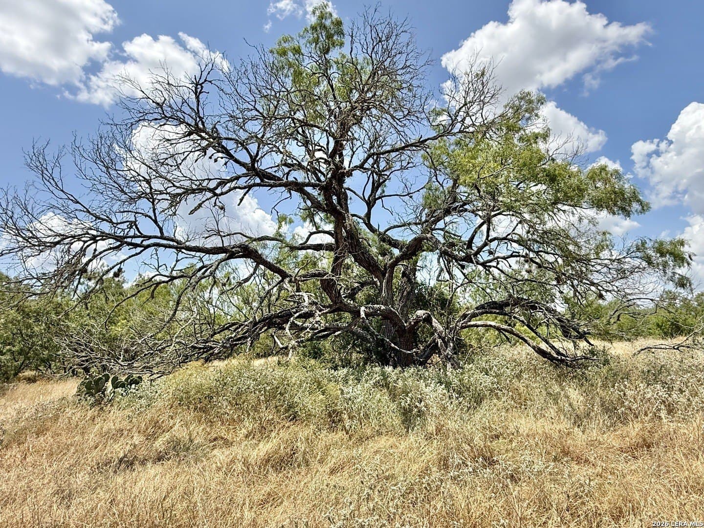 24.52 acres in Atascosa County - photo 15