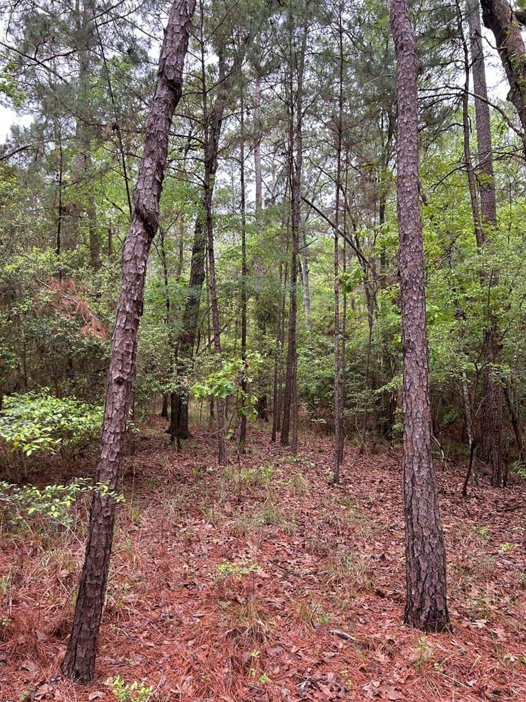 0.25 acres in Texas County gallery image 2
