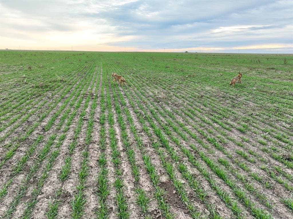 23.94 acres in Haskell County gallery image 3