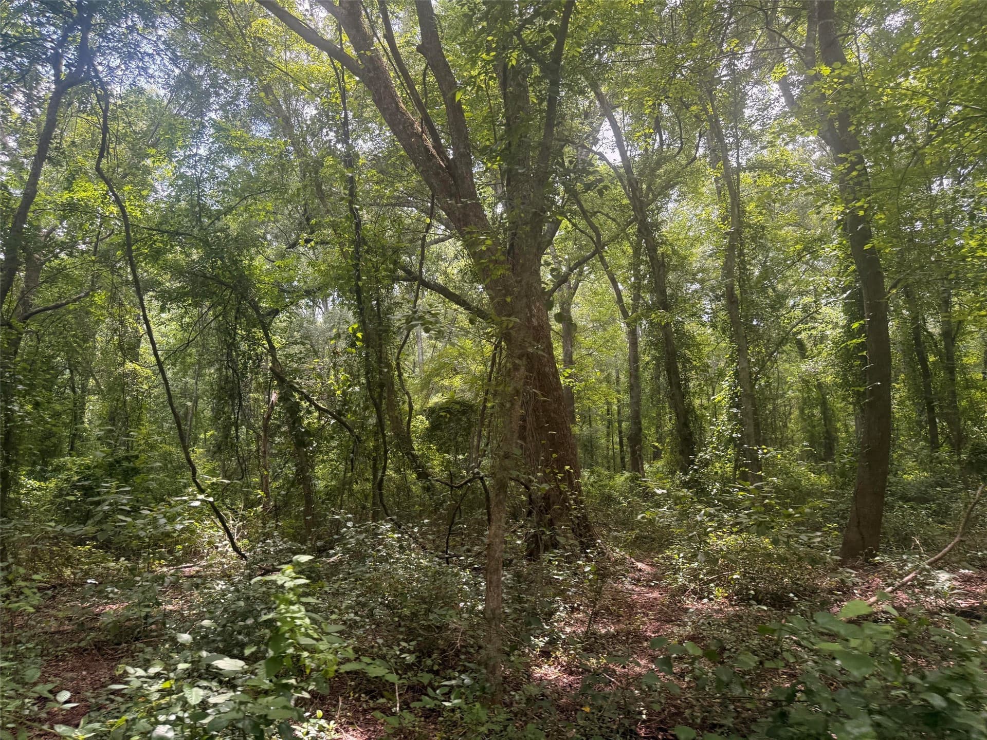 162 acres in Henderson County - photo 19
