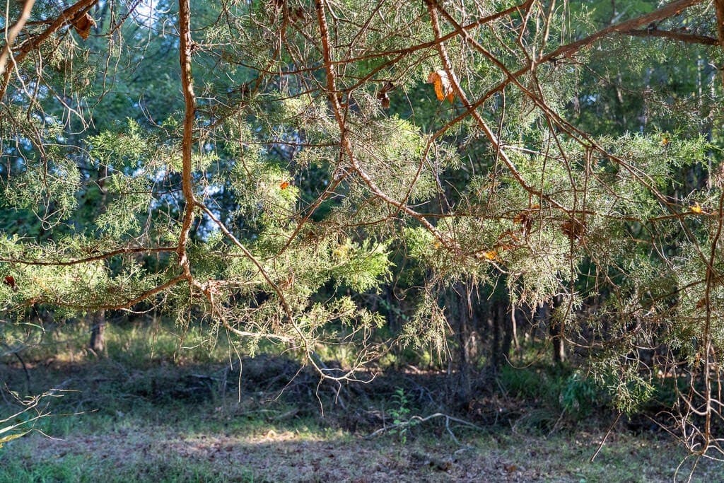 71.3 acres in Texas County - photo 56