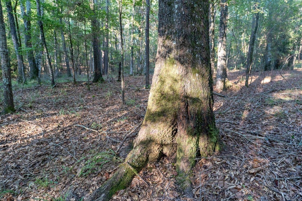71.3 acres in Texas County - photo 68