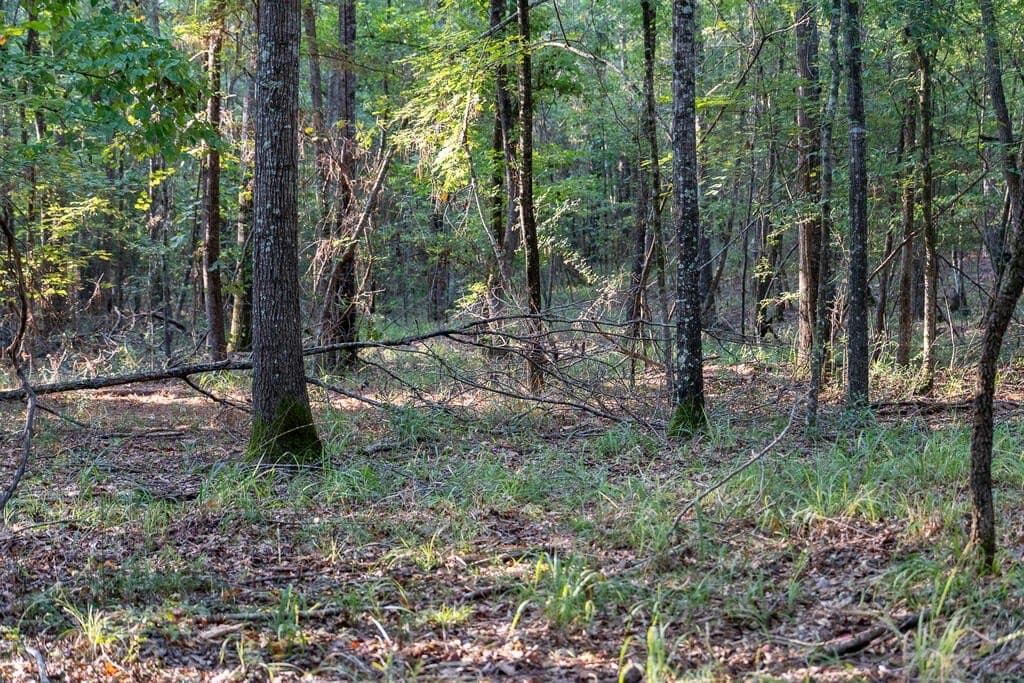 71.3 acres in Texas County - photo 67