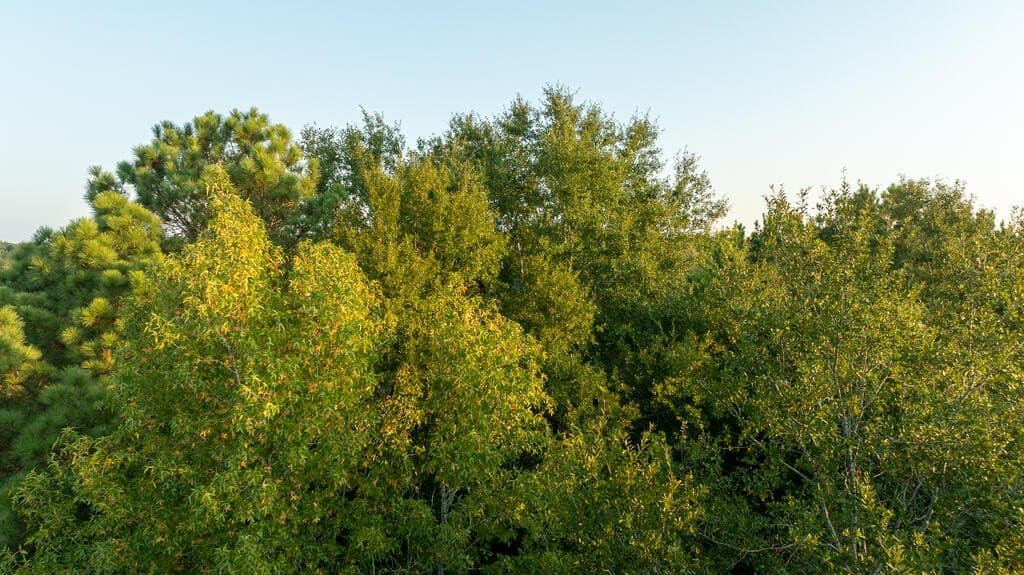 71.3 acres in Texas County - photo 20