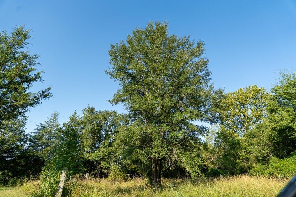 71.3 acres in Texas County - photo 6