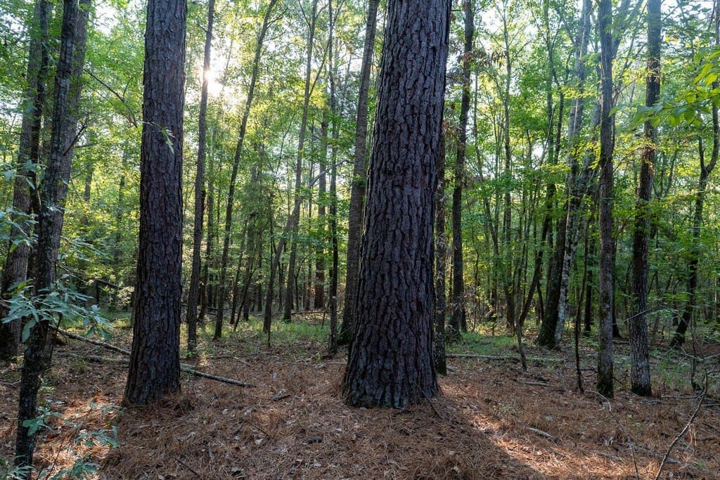 71.3 acres in Texas County - photo 64