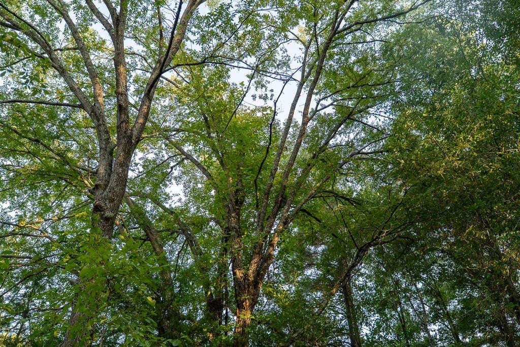 71.3 acres in Texas County - photo 58