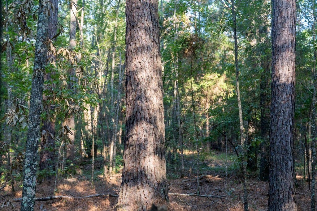 71.3 acres in Texas County - photo 70