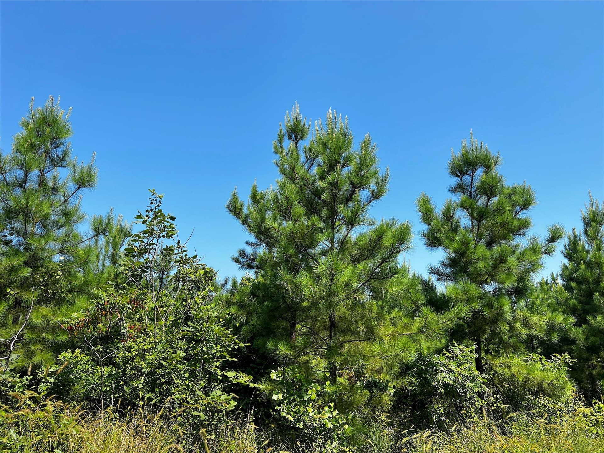 29 acres in Sabine (TX) County - photo 6