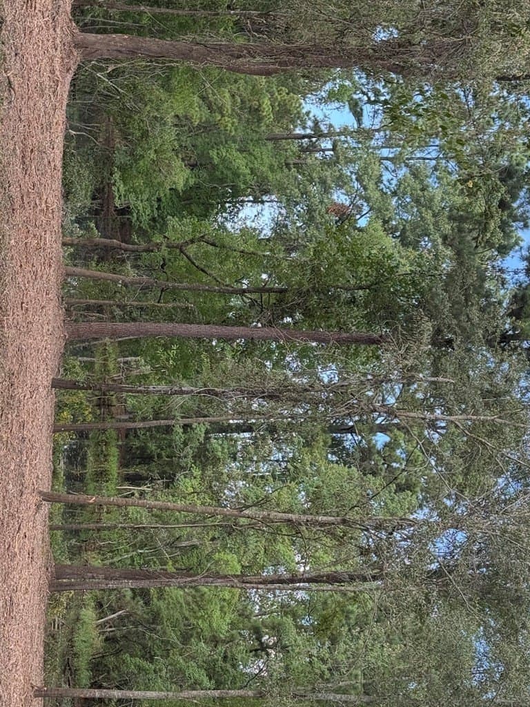 10.33 acres in Texas County gallery image 3