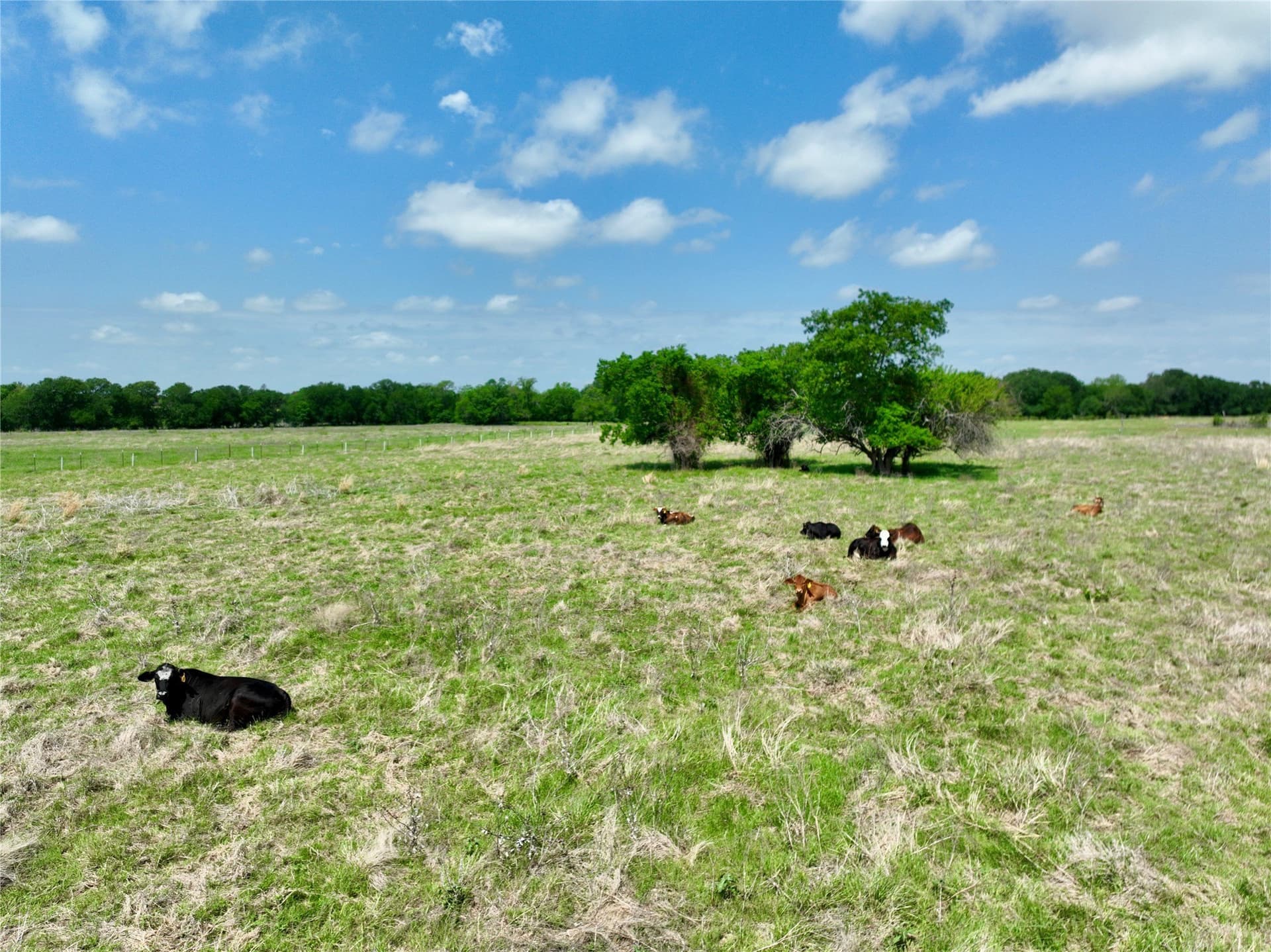 11 acres in Ellis County gallery image 4