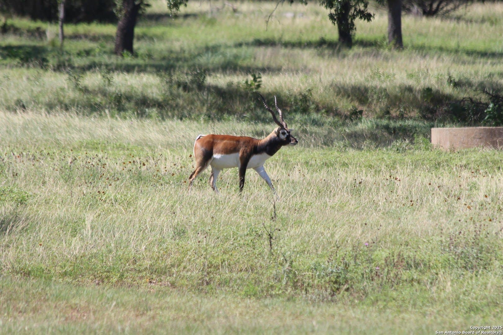 5 acres in Blanco County gallery image 3