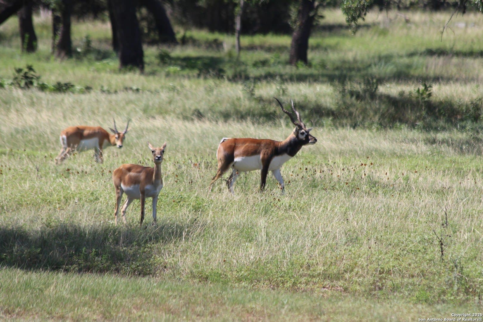 5 acres in Blanco County - photo 14