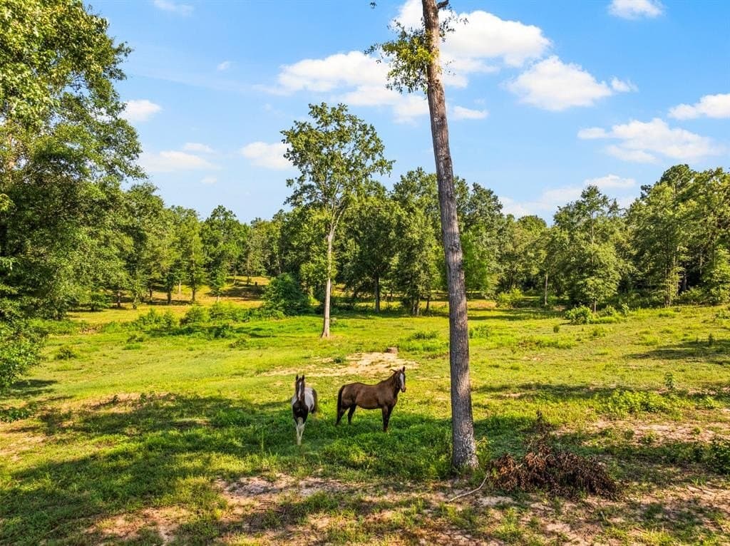 73.71 acres in Upshur County gallery image 2