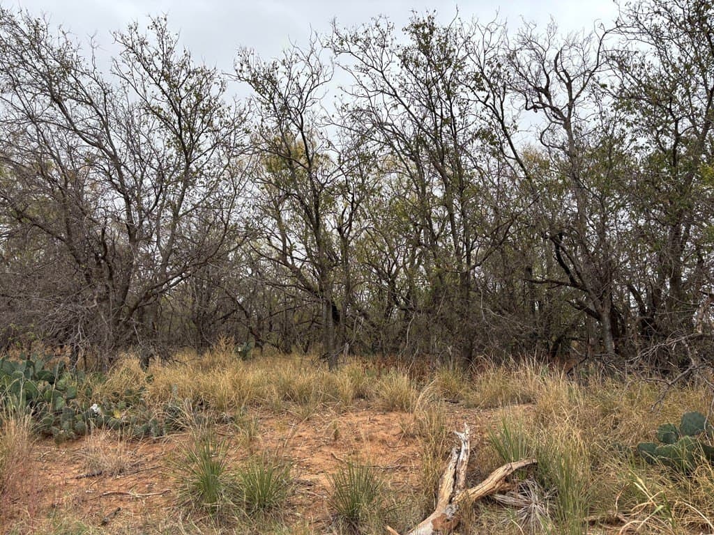 1.29 acres in Mitchell County gallery image 3