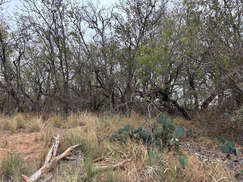 1.29 acres in Mitchell County gallery image 2