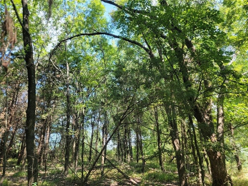 26.02 acres in Lamar County gallery image 3