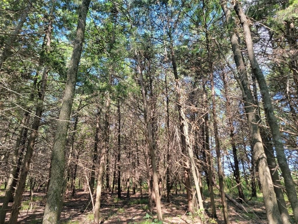 26.02 acres in Lamar County gallery image 4