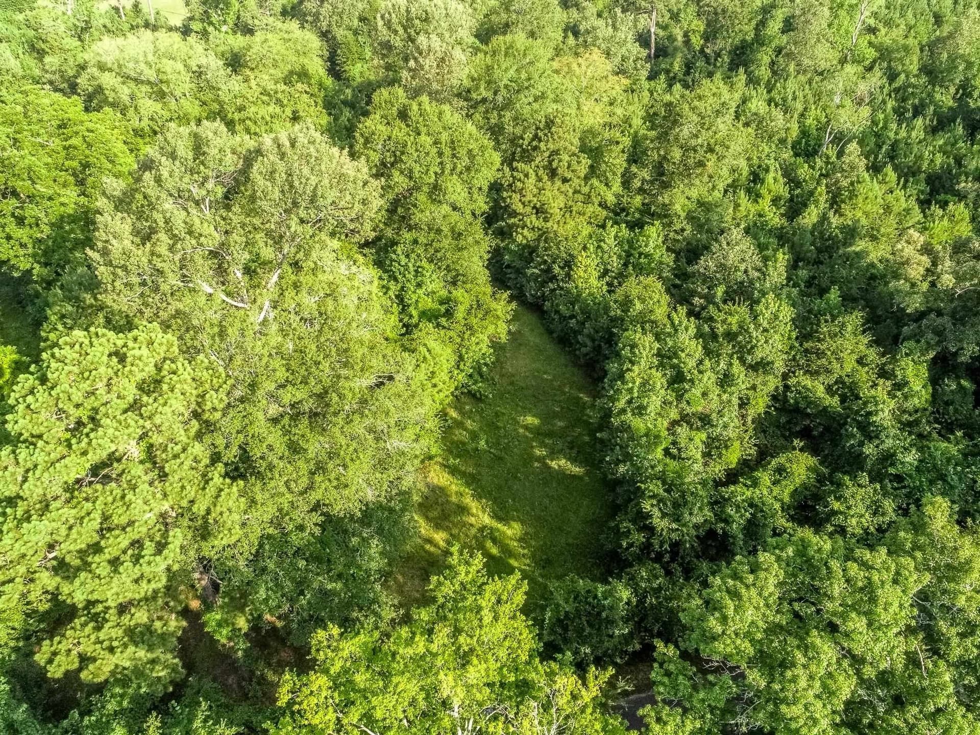177.91 acres in Upshur County gallery image 4