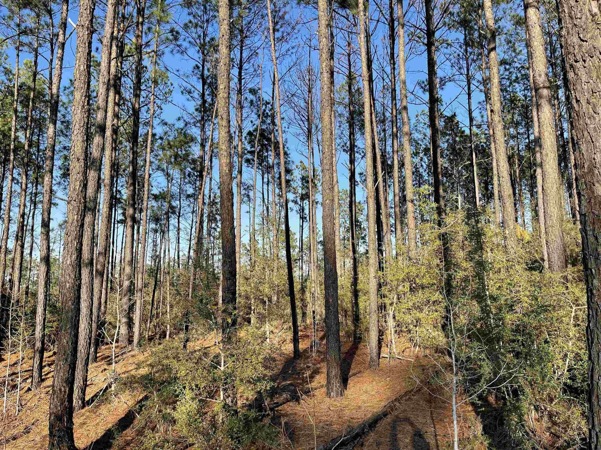 1 acres in Texas County gallery image 4
