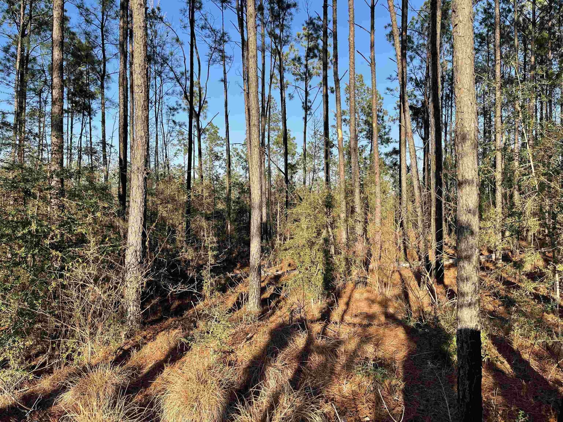 1 acres in Texas County gallery image 3