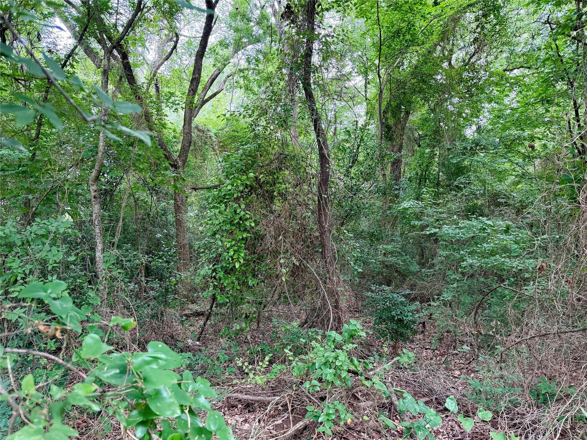 1.1 acres in Henderson County gallery image 4
