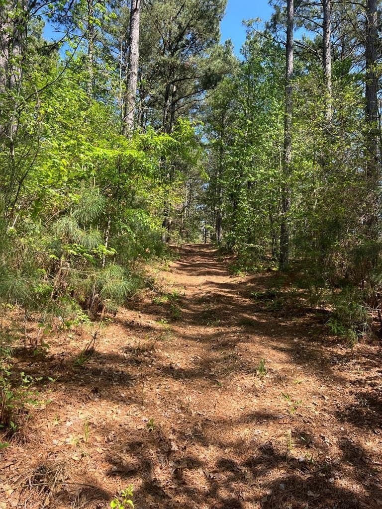 136.5 acres in Cherokee County gallery image 4