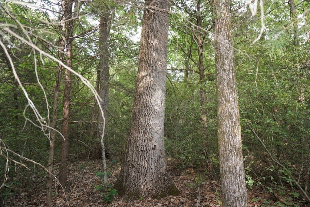22.5 acres in HENDERSON County - photo 15