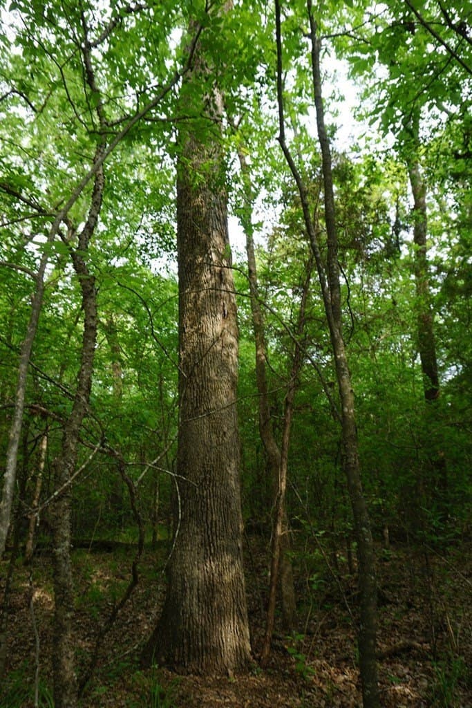 22.5 acres in HENDERSON County - photo 11