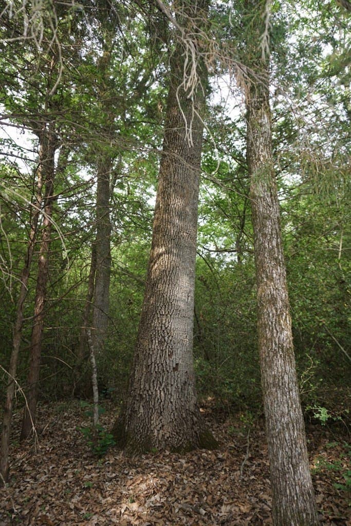 22.5 acres in HENDERSON County - photo 16