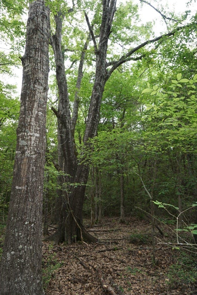 22.5 acres in HENDERSON County - photo 20