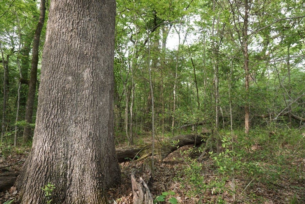 22.5 acres in HENDERSON County - photo 12