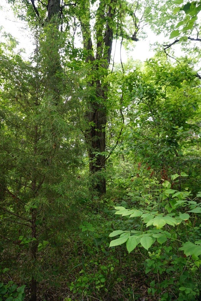 22.5 acres in HENDERSON County - photo 7