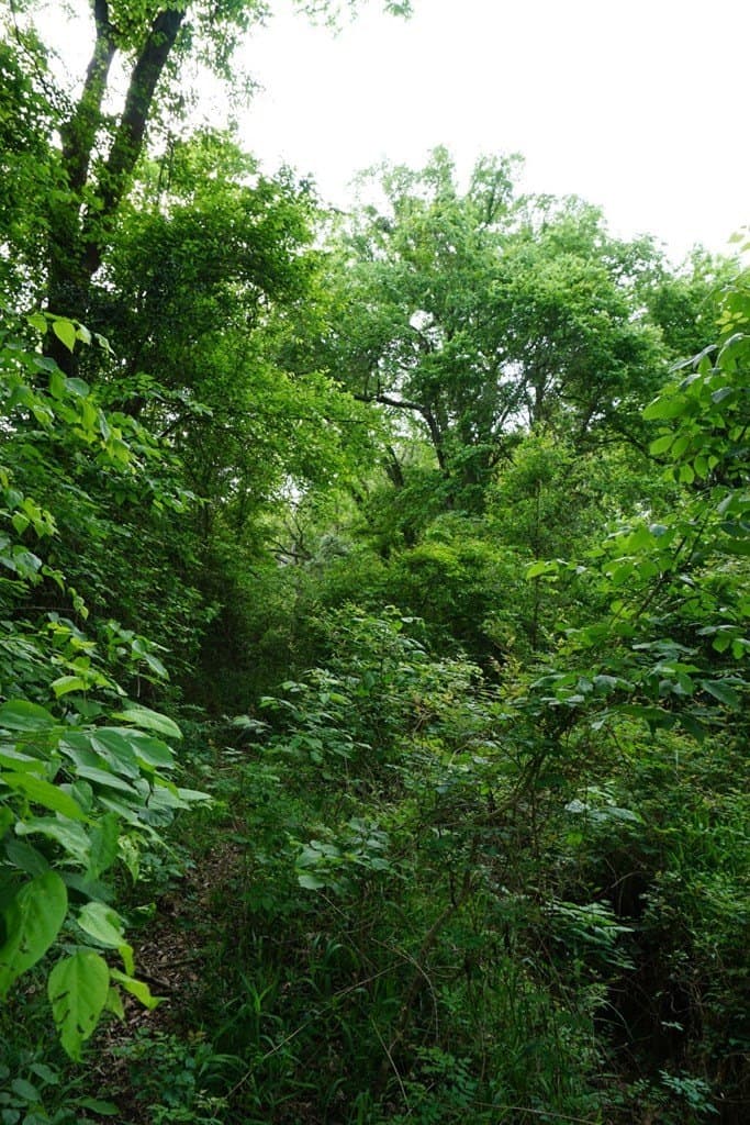22.5 acres in HENDERSON County - photo 9