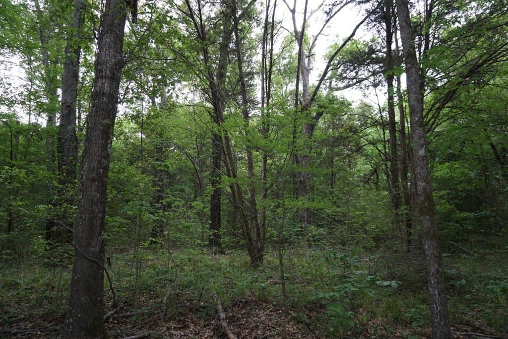22.5 acres in HENDERSON County - photo 24